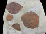 Four Fossil Leaves (Zizyphoides, Davidia & Corylus) #68349-1